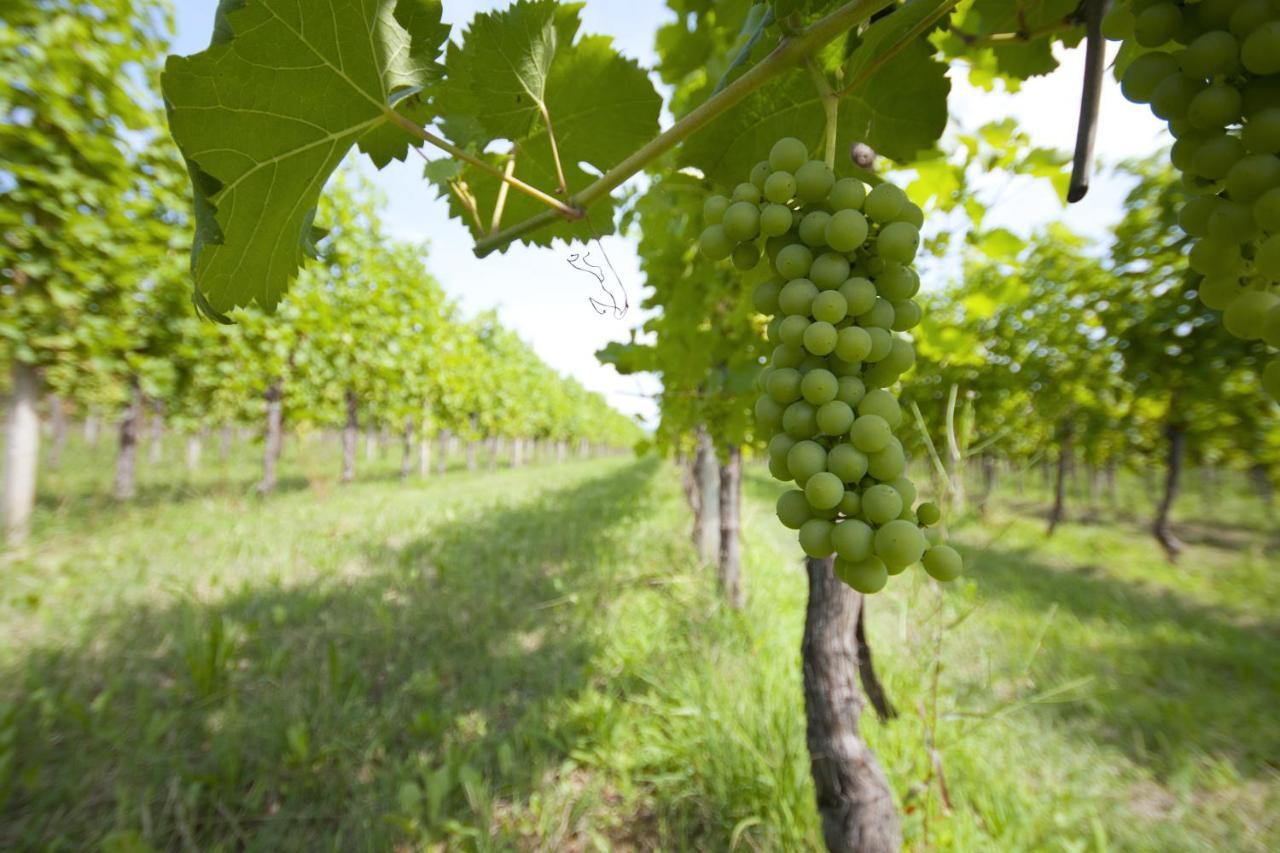 Alloggio Agrituristico Corte San Biagio Corno di Rosazzo Zewnętrze zdjęcie