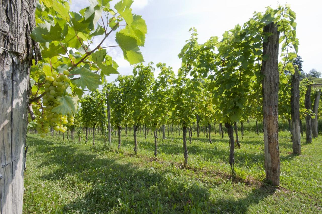 Alloggio Agrituristico Corte San Biagio Corno di Rosazzo Zewnętrze zdjęcie