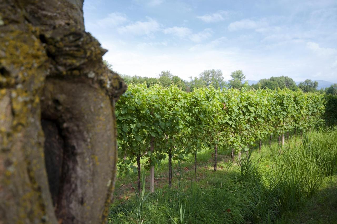 Alloggio Agrituristico Corte San Biagio Corno di Rosazzo Zewnętrze zdjęcie