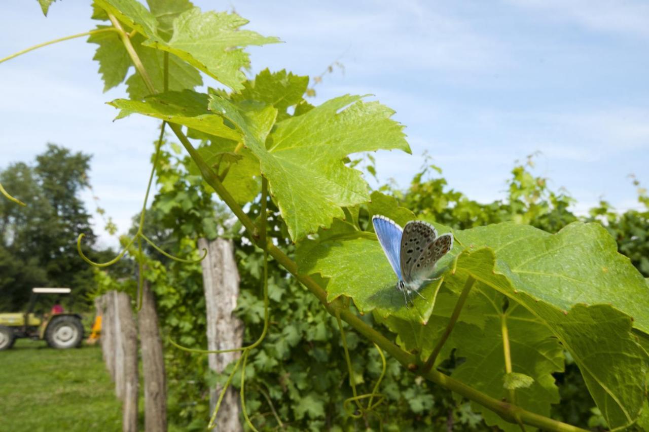 Alloggio Agrituristico Corte San Biagio Corno di Rosazzo Zewnętrze zdjęcie
