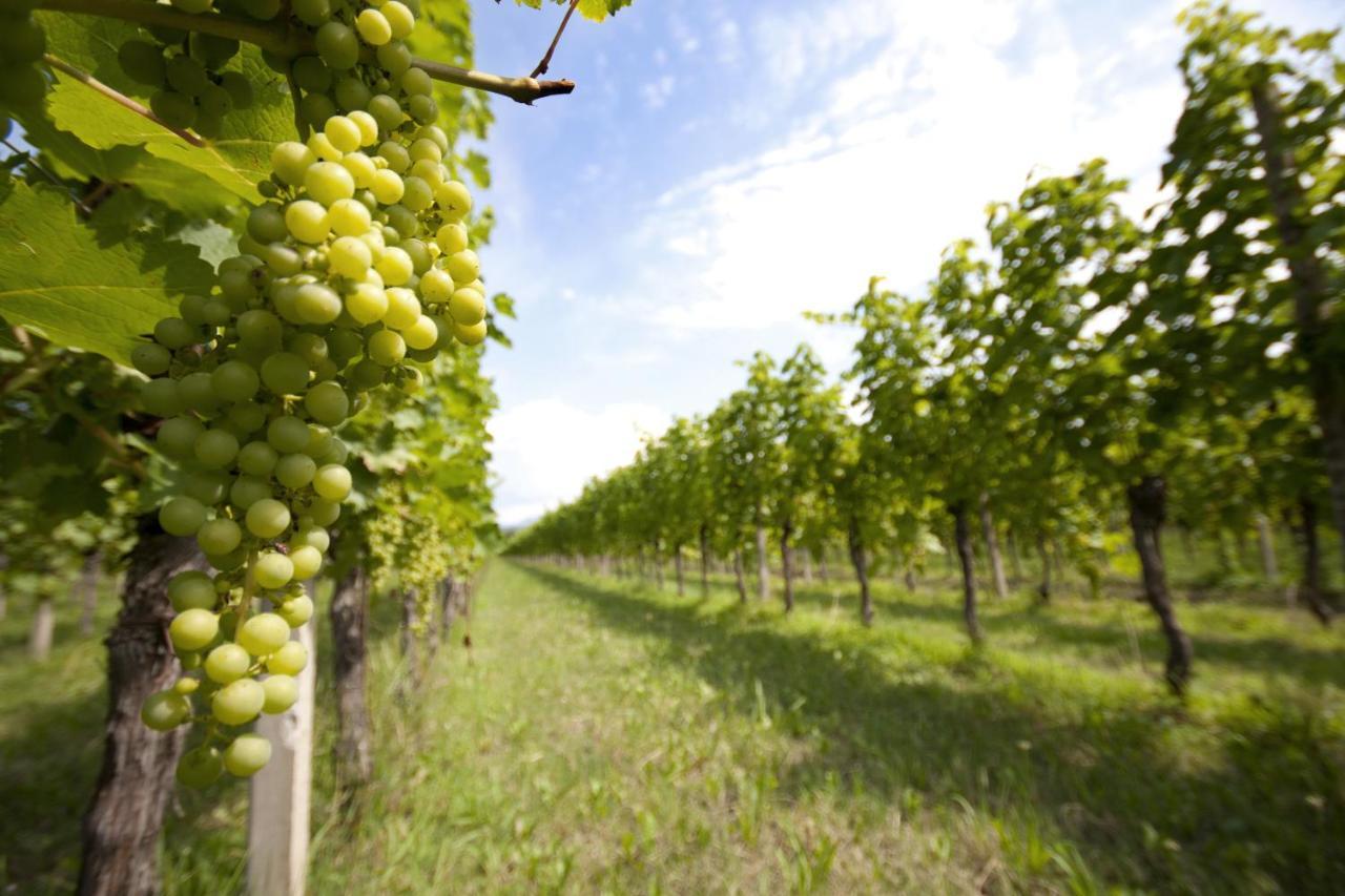 Alloggio Agrituristico Corte San Biagio Corno di Rosazzo Zewnętrze zdjęcie